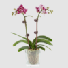 Phalaenopsis Dwarf