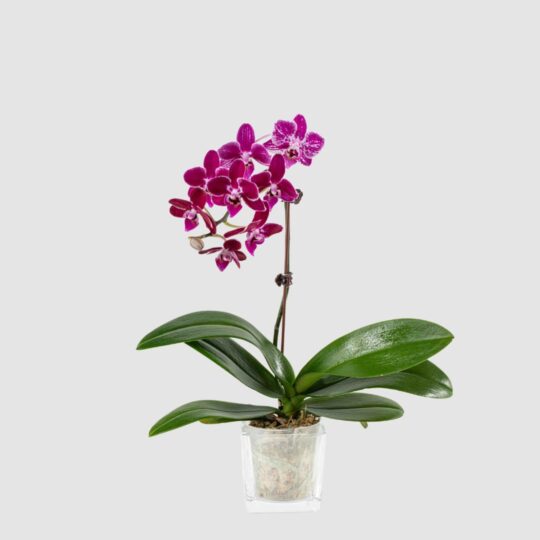 Phalaenopsis Dwarf- Dark Purple Single Stem