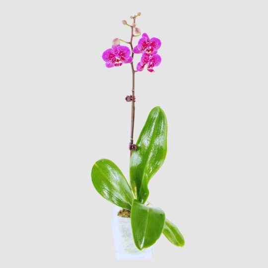 Phalaenopsis Dwarf Pink Spot Single Stem