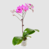 Phalaenopsis Dwarf Pink With Stripe Single Stem