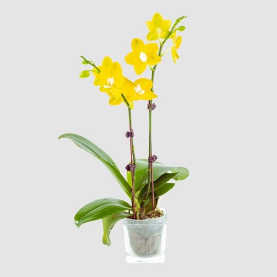 Yellow Phalaenopsis Dwarf