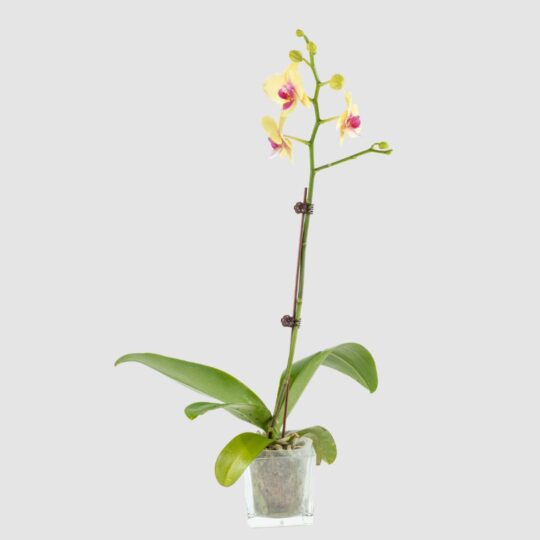 Phalaenopsis Yellow Single Stem