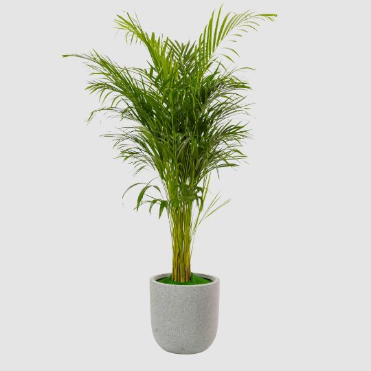 Areca Palm