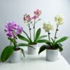 Orchid Blooms Trio Bundle