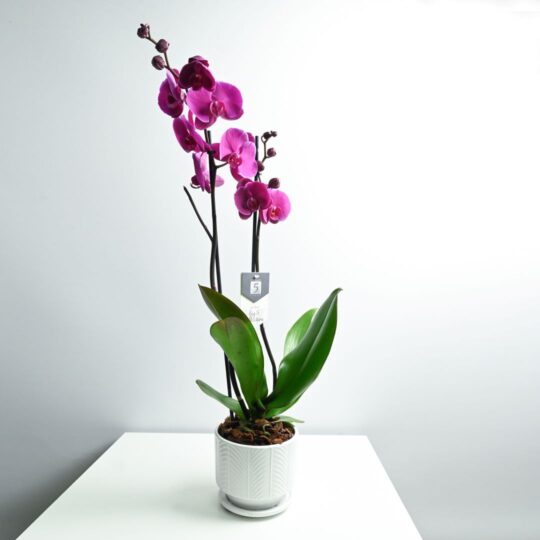 Purple Orchid Phalaenopsis