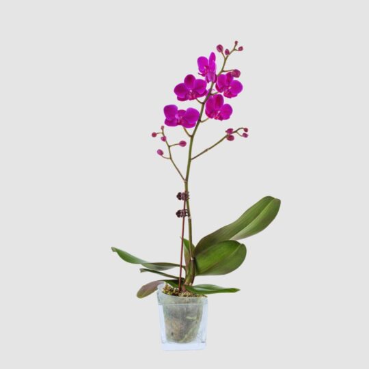 Phalaenopsis Dwarf Purple Single Stem