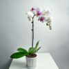 Orchid Phalaenopsis