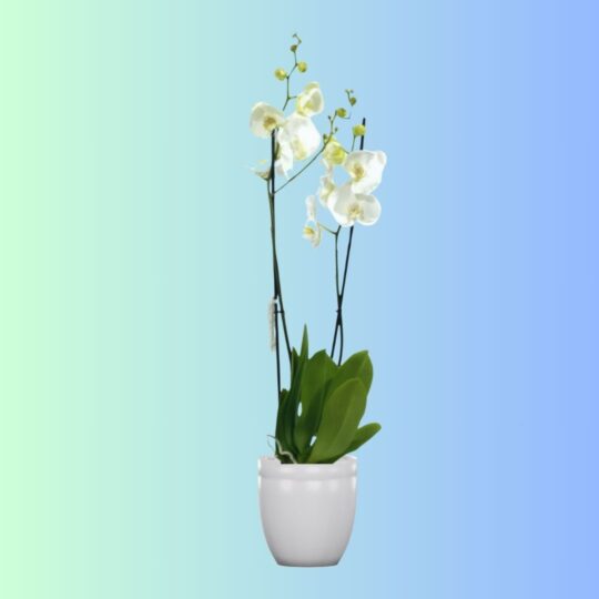 Phalaenopsis Dwarf- White Double Stem