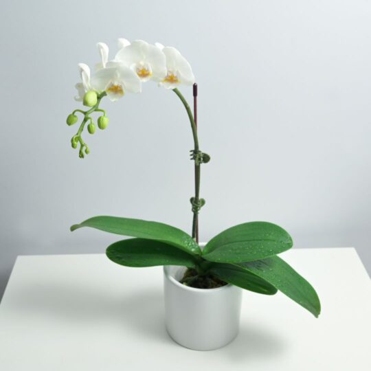 White Orchid