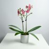 Phalaenopsis Dwarf Double