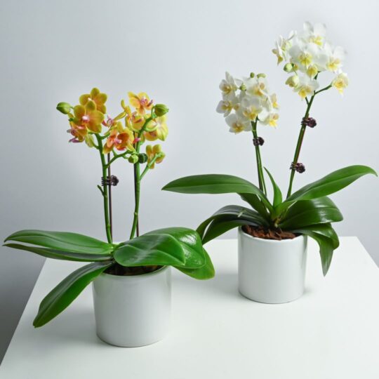 Orchid Blooms Duo Bundle